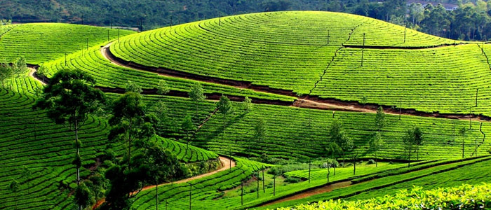Nuwara Eliya - Tea Plantations