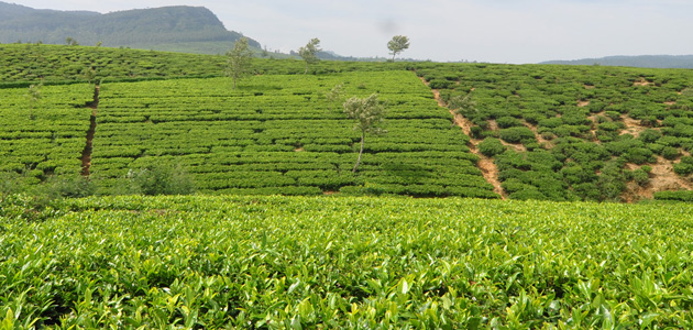 Nuwara Eliya